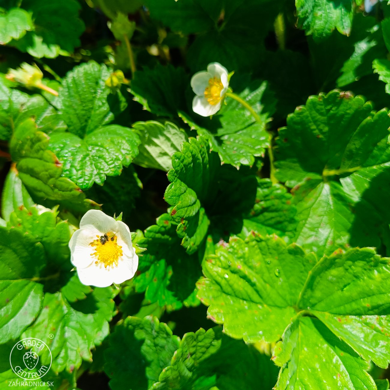 Obrázok Jahoda ananásová - Pineberry (Fragaria × ananassa) ´SNOW WHITE´ - P9